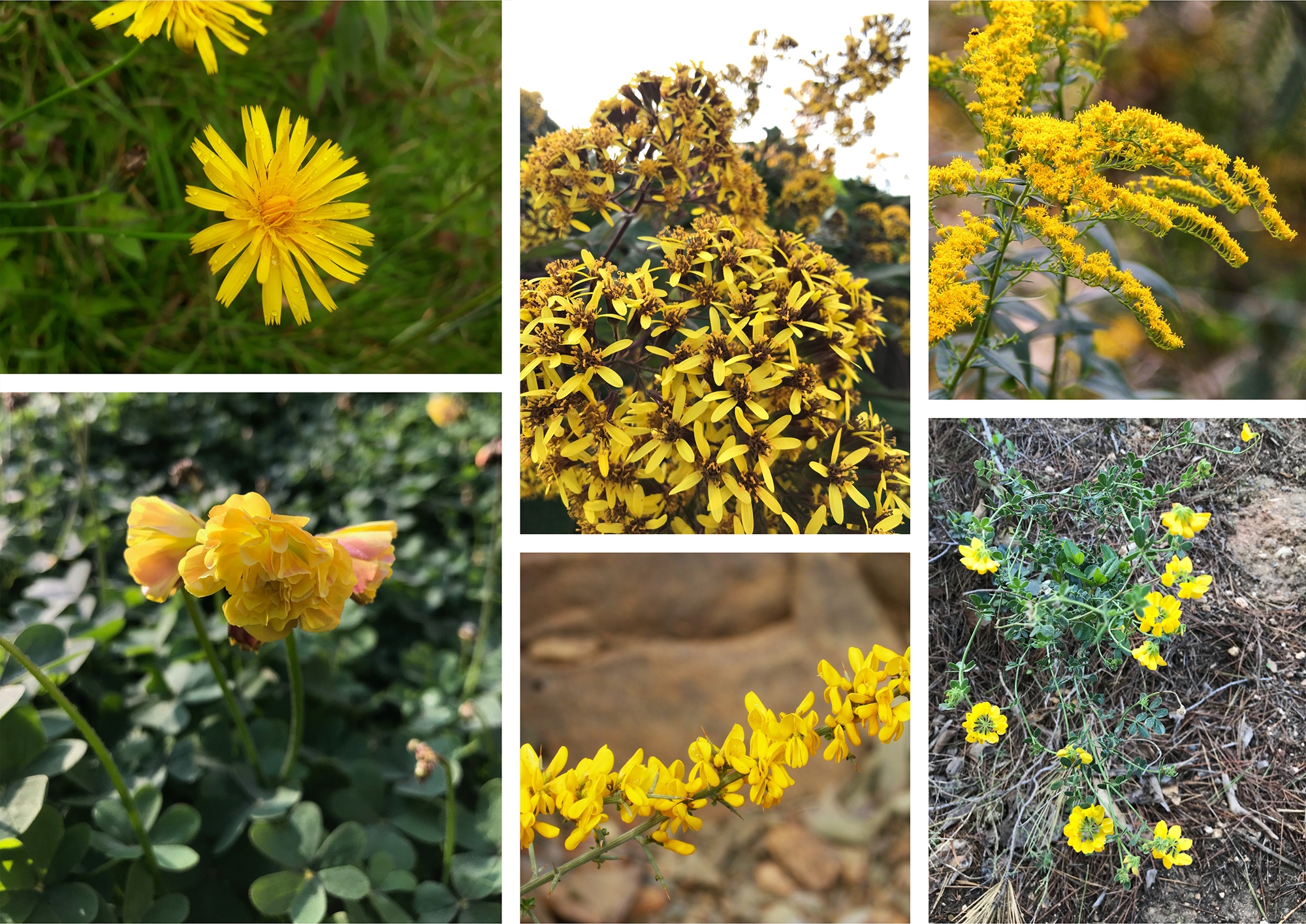 El color amarillo es considerado un color cálido, y posee esa característica de que es muy visible. Por lo que se ha utilizado para señales, marcadores, y para todo aquello que queremos destacar sobre todo lo demás, porque es importante o nos advierte de algún peligro.