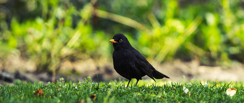 La hora de los pájaros, Terapia Vibracional, el Mirlo