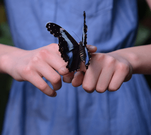 mariposa-terapia-vibracional terapia-vibracional