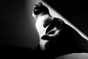 gata negro blanco