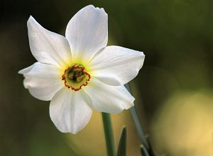terapia-vibracional-narciso